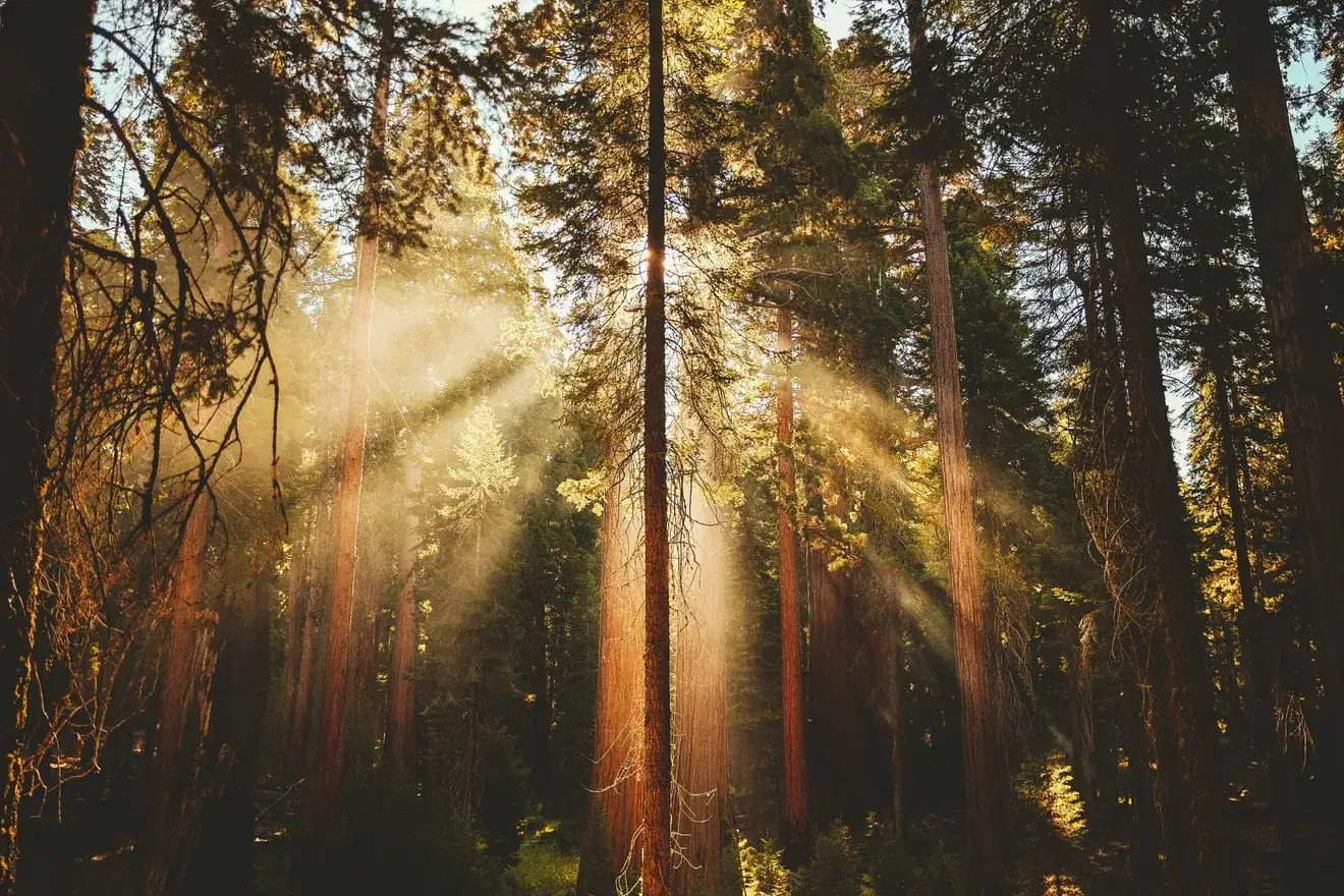 Redwood forest with light rays